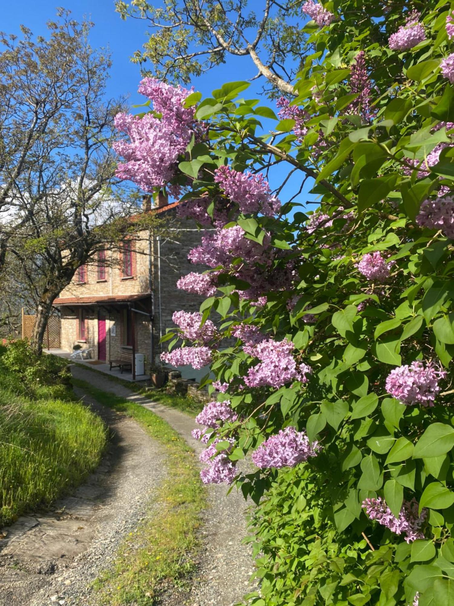 La Lupa E L'Orso Bed and Breakfast Berceto Eksteriør billede